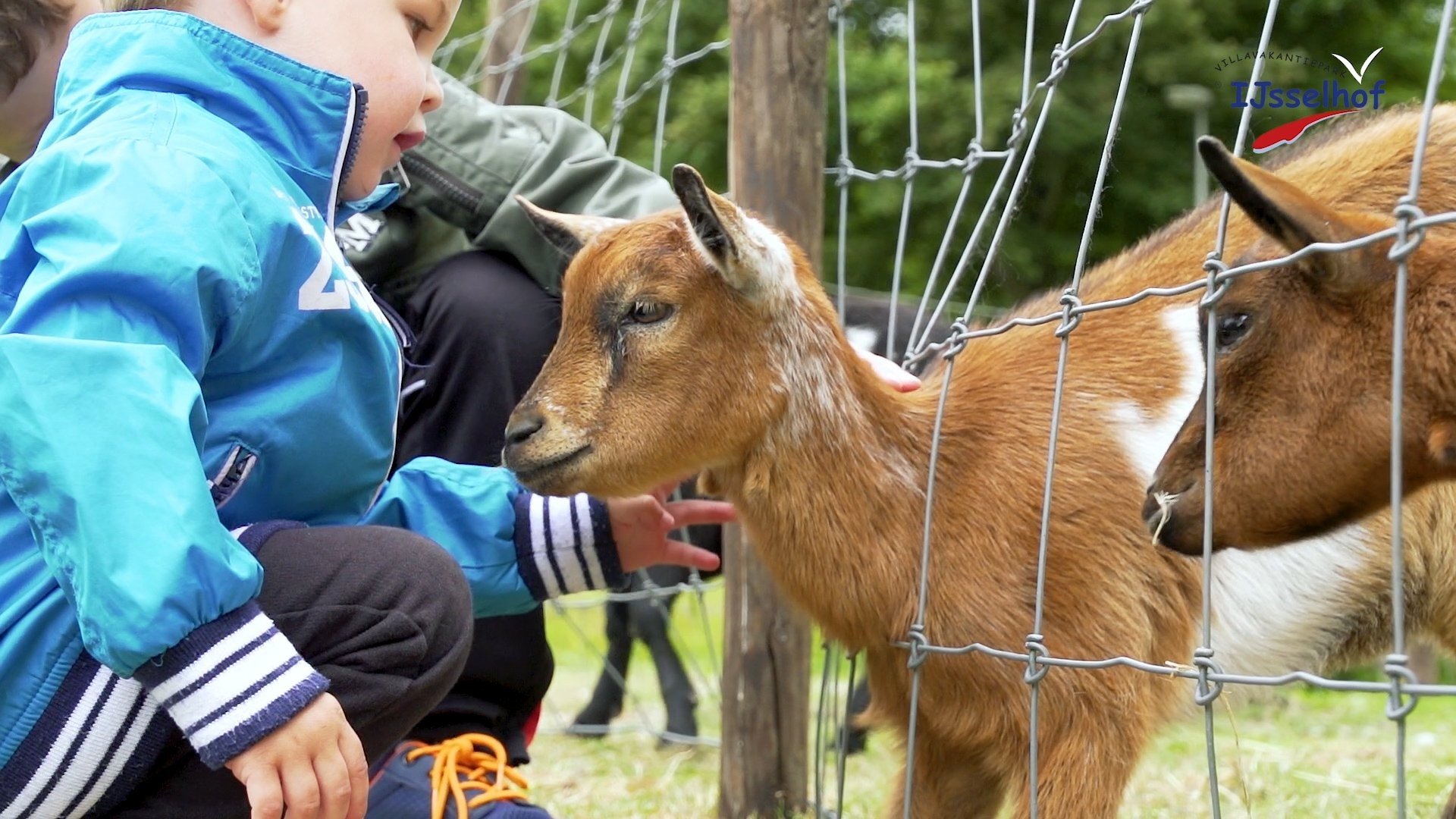 Petting Area