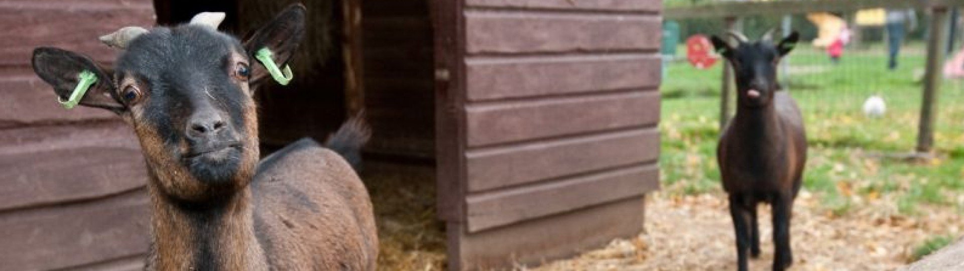 Kinderboerderij geiten