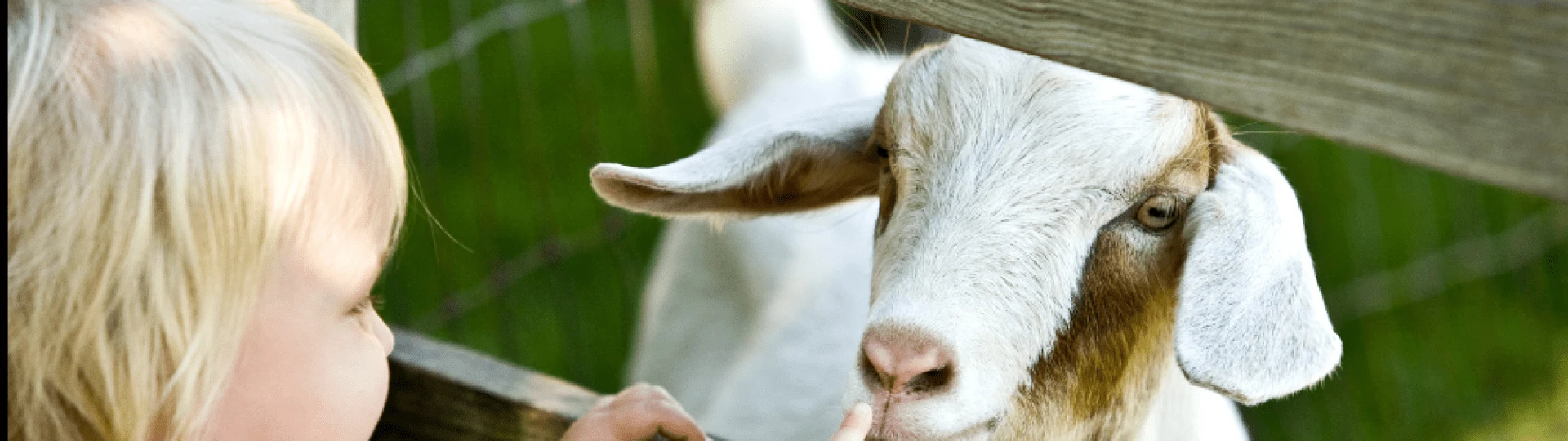 Kinderboerderij